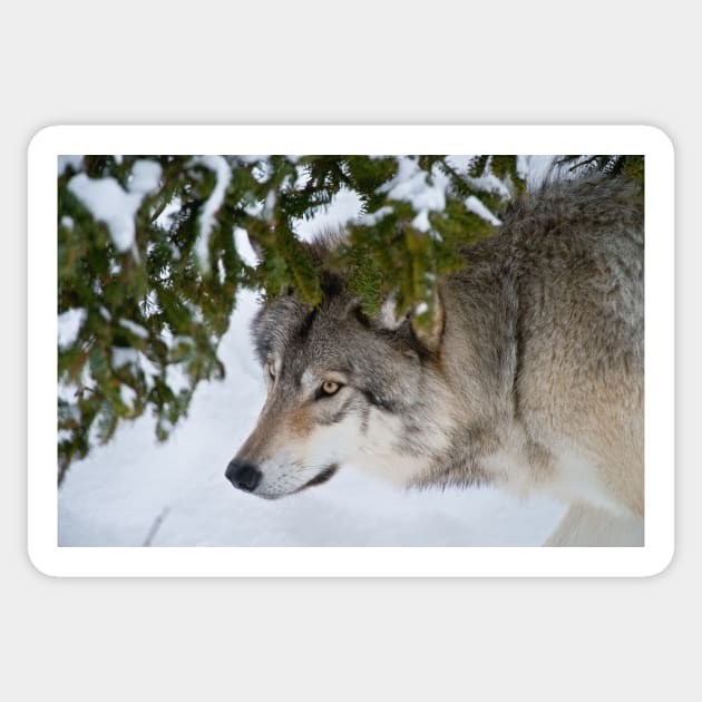 Timber Wolf Sticker by jaydee1400